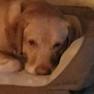 Meet your Posher, Samdra